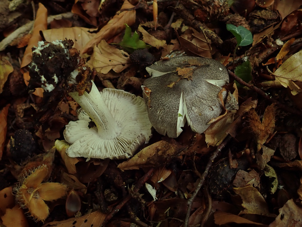 Photo © Penny Cullington Tricholoma orirubens by Penny Cullington